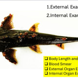 รมช.มท. เร่งสื่อสารข้อมูลทางวิทยาศาสตร์ จับมือสกสว. แก้ปัญหา ... พารามิเตอร์รูปภาพ 3